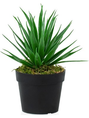 Çiçekmisin Siyah Mini Plastik Saksıda Yapay Aloe Vera Çiçeği