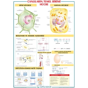 Gürbüz Yayınları Canlıların Temel Birimi Hücre 70 x 100 cm