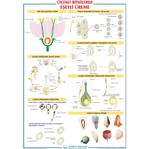Gürbüz Yayınları Çiçekli Bitkilerde Eşeyli Üreme 70 x 100 cm