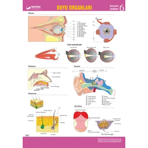 Gürbüz Yayınları Duyu Organlarımız 70 x 100 cm