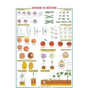 Gürbüz Yayınları Gelişme ve Büyüme 70 x 100 cm