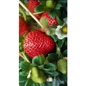 Çilek-Fragaria