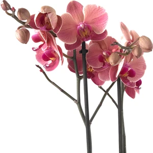 - Phalaenopsis 'Asian Coral' - Çift Dal Orkide