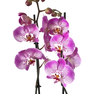 - Phalaenopsis 'Jillion' - Çift Dal Orkide