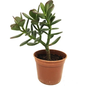 Crassula Ovata Para Ağacı Büyük Boy