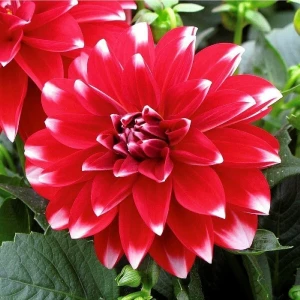 Dev Çiçekli Dahlia Yıldız Çiçeği Soğanı Yumrusu