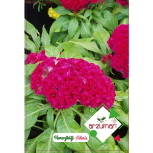 Horoz Ibiği Çiçeği Tohumu (100 Adet)