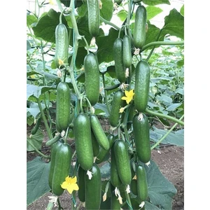 Ata Tohumculuk Köy Salatalığı Tohumu 50'li