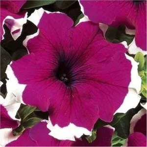 Karahasanoğlu Tarım Petunia Grandiflora Dreams F1 10 Adet
