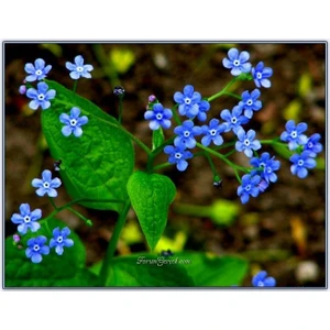 Ata Tohumculuk 10 Adet Tohum Nadir  Beni Unutma Çiçeği Tohumu Unutma Beni Çiçek Saksı Toprak