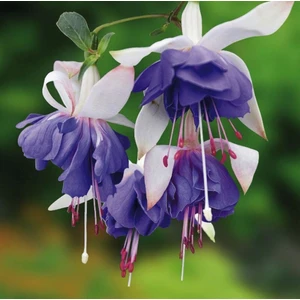 Ata Tohumculuk 10 Adet Tohum Nadir Mor Küpeli Çiçeği Tohumu Mor Yer Küpeli Çiçeği Tohumu Saksı Toprak