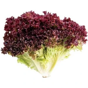 Murat Tohumculuk Murat Tohum Süper Paket Kırmızı Kıvırcık Marul Tohumu Kıvırcık Lolorosso Marul Tohumu 1500 Adet Tohum