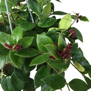 Armenbotanik Aeschynanthus - Ruj Çiçeği - 18 cm Lik Saksıda 40 cm Uzunluğunda