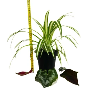 Bitki Fidanım Chlorophytum Comosum Kurdele Çiçeği