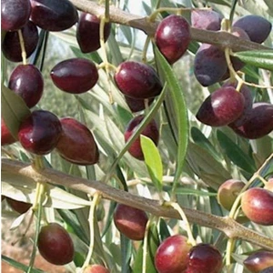 Sağ Tarım Tüplü Gemlik Zeytin Fidanı - 2 Adet 1 Yaş (Kırmalık)