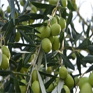 Sağ Tarım Tüplü Gemlik Zeytin Fidanı - 3 Yaş (60-80 Cm)