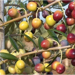Sağ Tarım Tüplü Bodur Arbe Quine Zeytin Fidanı 4 Adet - 1 Yaş  (40-60 Cm)