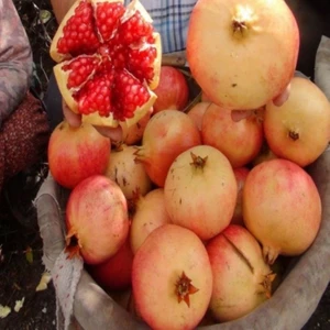 Sağ Tarım Tüplü Iri Taneli Keben Nar Fidanı