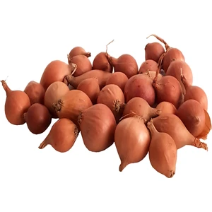 Kıska Soğan 500 gr. Arpacık Soğan Iska Soğan Tohumu