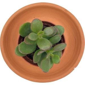 Nadir Kaktüs Crassula Ovata (Para Ağacı)