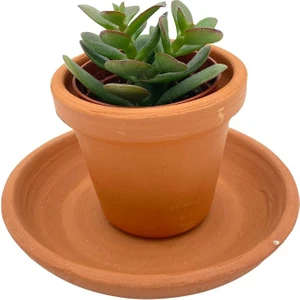 Nadir Kaktüs Crassula Ovata (Para Ağacı)