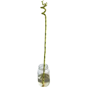Nadir Kaktüs Şans Bambusu 90-100 cm