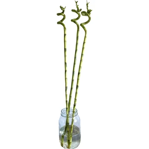 Nadir Kaktüs 3Lü Şans Bambusu 90-100 cm