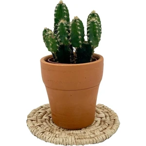 Nadir Kaktüs Cereus Peruvianus Florida Kaktüs