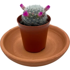 Nadir Kaktüs Çiçekli Mammillaria Hahniana Kaktüs