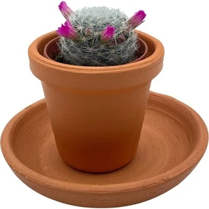 Nadir Kaktüs Çiçekli Mammillaria Hahniana Kaktüs