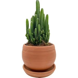 Nadir Kaktüs Acanthocereus Tetragonus (Perili Şato) Çap 12.5 Kaktüs