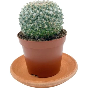 Nadir Kaktüs Mammillaria Hahniana Kaktüs Çap 8.5