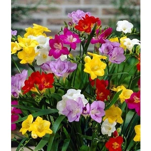 Blush Flower Karışık Renk Frezya Soğanı