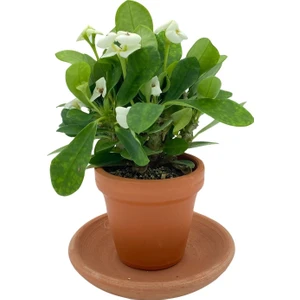 Nadir Kaktüs Beyaz Euphorbia Milii (Dikenler Tacı)
