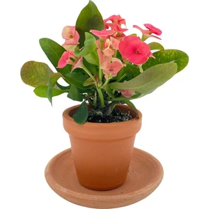 Nadir Kaktüs Kırmızı Euphorbia Milii (Dikenler Tacı)