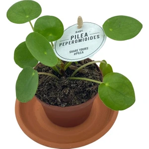 Nadir Kaktüs Baby Pilea