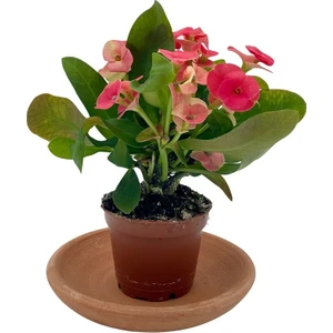 Nadir Kaktüs Kırmızı Euphorbia Milii (Dikenler Tacı)