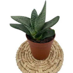 Nadir Kaktüs Gasteria Sukulent