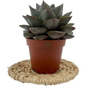 Nadir Kaktüs Echeveria Purpusorum