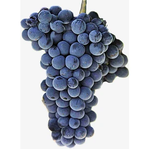 Bursa Tarım Malbec Üzüm Fidanı