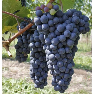 Bursa Tarım Boğazkere Üzüm Fidanı