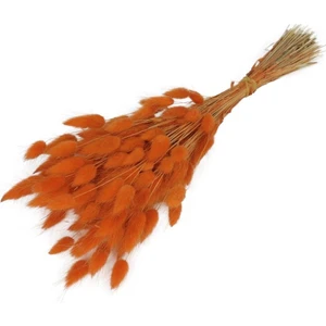 Kuru Çiçek Doğal Turuncu Pamuk Otu 20GRAM 1. Kalite Şoklanmış Bozulmaz