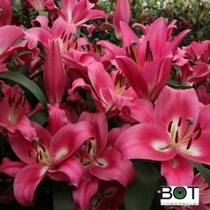 Profundo Kokulu Pembe Zambak Soğanı 5 Adet (Boy 80-100CM)