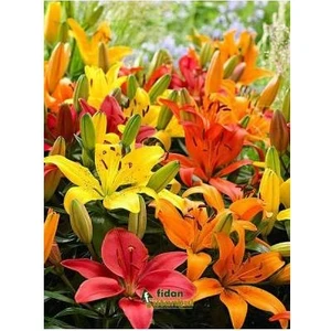 Karışık Renkli Kokulu Zambak Soğanı 15 Adet (Sarı- Pembe- Koyu Pembe -Turuncu)