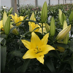 Vonq Kokulu Sarı Zambak Soğanı 3 Adet (Boy 80-100 Cm)