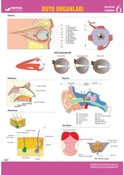 Gürbüz Yayınları Duyu Organlarımız 70 x 100 cm
