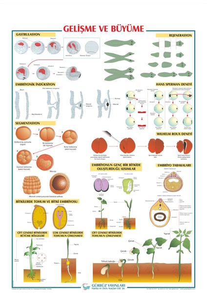 Gürbüz Yayınları Gelişme ve Büyüme 70 x 100 cm