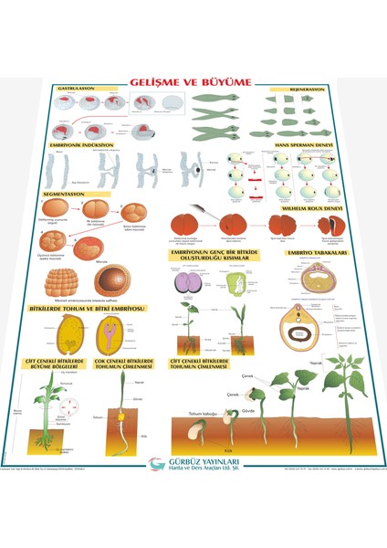 Gürbüz Yayınları Gelişme ve Büyüme 70 x 100 cm