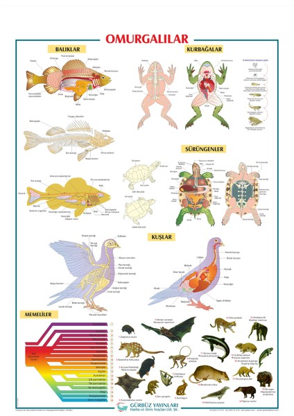 Omurgalılar 70 x 100 cm
