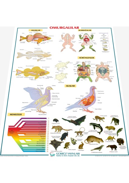 Omurgalılar 70 x 100 cm fiyatları